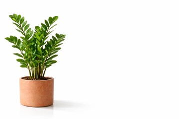 Fototapeta premium Photorealistic studio photo potted zamioculcas zz plant as left border pot anchored bottom left stems upward isolated on pure white background copy space