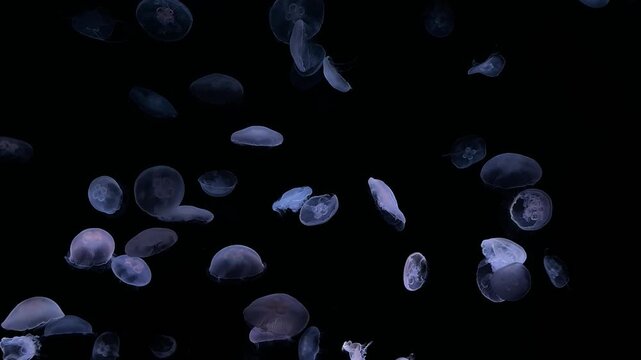 Jellyfish in water