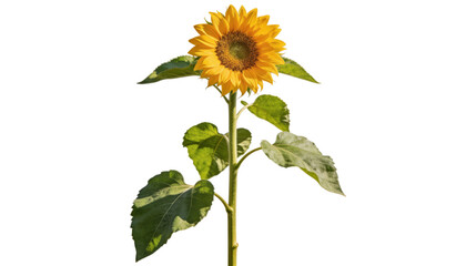 Obraz premium sunflower isolated on white background