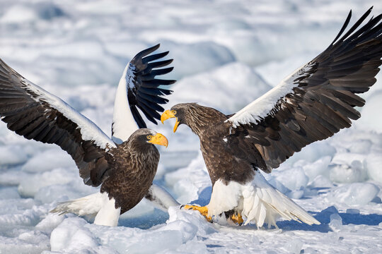 Two Steller's sea eagles fighting on drift ice, Shiretoko, Hokkaido, Japan