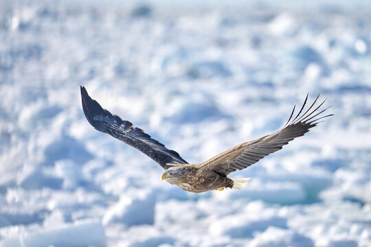 White-tailed eagle flying over drift ice with copy space, Shiretoko, Hokkaido, Japan