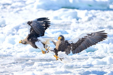 Two Steller's sea eagles fighting over a fish on drift ice, Shiretoko, Hokkaido, Japan © KaWataru