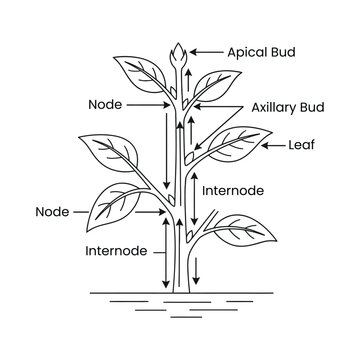 Plant Stem Nodes Internodes Diagram