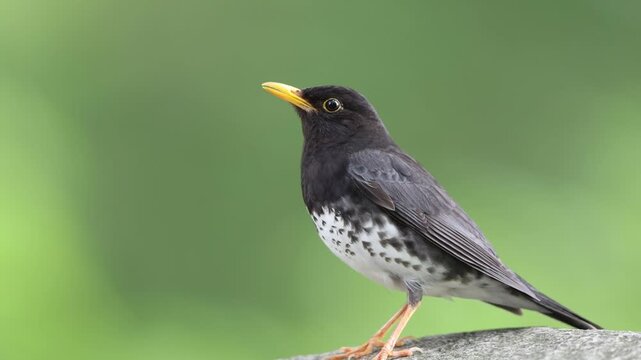 Japanese thrush (Turdus cardis) male in Japan