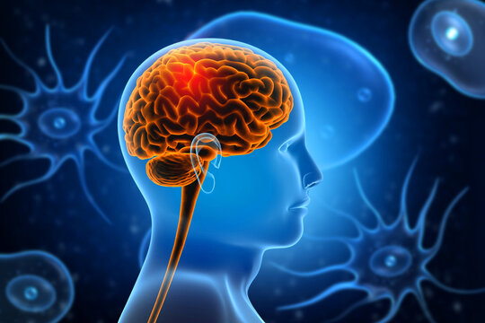 3D medical visualization of a human brain featuring detailed anatomical lobes set against a fluid, abstract amoebic background with organic shapes and glowing particles.