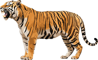 Obraz premium Roaring tiger full body vector illustration, majestic orange striped big cat standing pose with open mouth for wildlife strength power tattoo logo designs