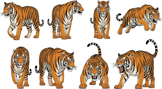 Bengal tiger pose collection vector illustration, colorful orange striped tigers walking sitting crouching roaring for wildlife zoo safari kids and mascot designs