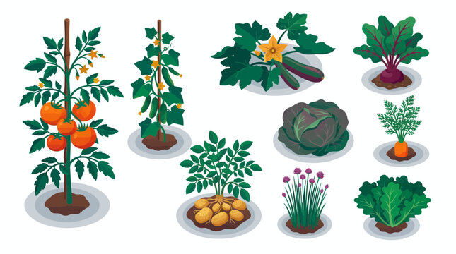 Various organic garden vegetable plants growing in soil isolated on white background, concept for agriculture education, home gardening infographic and organic farming promotion