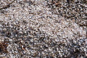 Tausende leere und ausgebleichte Muschelschalen am Ufer des Bodensees © Peter Allgaier