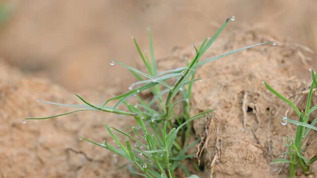 Cynodon dactylon. Its common name Bermuda grass, couch grass&nbsp;dhoob, durva&nbsp;grass,&nbsp;ethana&nbsp;grass,&nbsp;dubo,&nbsp;dog grass,&nbsp;dog's tooth grass,Bahama grass,&nbsp;devil's grass,&nbsp;couch grass,&nbsp;Indian&nbsp;doab and&nbsp;arugampul.