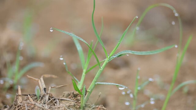Cynodon dactylon. Its common name Bermuda grass, couch grass&nbsp;dhoob, durva&nbsp;grass,&nbsp;ethana&nbsp;grass,&nbsp;dubo,&nbsp;dog grass,&nbsp;dog's tooth grass,Bahama grass,&nbsp;devil's grass,&nbsp;couch grass,&nbsp;Indian&nbsp;doab and&nbsp;arugampul.