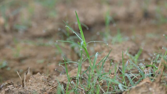 Cynodon dactylon. Its common name Bermuda grass, couch grass&nbsp;dhoob, durva&nbsp;grass,&nbsp;ethana&nbsp;grass,&nbsp;dubo,&nbsp;dog grass,&nbsp;dog's tooth grass,Bahama grass,&nbsp;devil's grass,&nbsp;couch grass,&nbsp;Indian&nbsp;doab and&nbsp;arugampul.