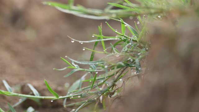 Cynodon dactylon. Its common name Bermuda grass, couch grass&nbsp;dhoob, durva&nbsp;grass,&nbsp;ethana&nbsp;grass,&nbsp;dubo,&nbsp;dog grass,&nbsp;dog's tooth grass,Bahama grass,&nbsp;devil's grass,&nbsp;couch grass,&nbsp;Indian&nbsp;doab and&nbsp;arugampul.
