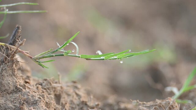 Cynodon dactylon. Its common name Bermuda grass, couch grass&nbsp;dhoob, durva&nbsp;grass,&nbsp;ethana&nbsp;grass,&nbsp;dubo,&nbsp;dog grass,&nbsp;dog's tooth grass,Bahama grass,&nbsp;devil's grass,&nbsp;couch grass,&nbsp;Indian&nbsp;doab and&nbsp;arugampul.