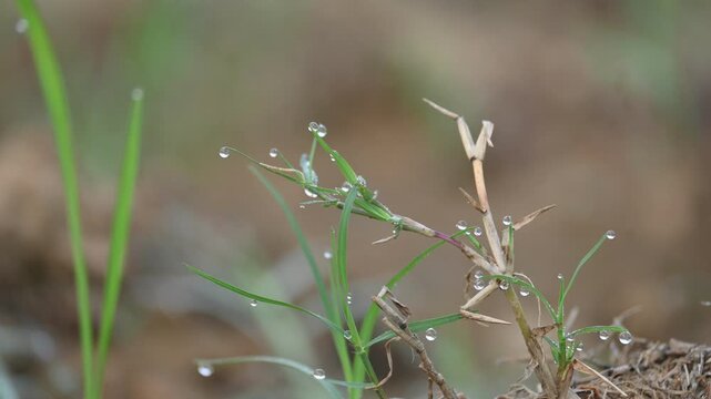Cynodon dactylon. Its common name Bermuda grass, couch grass&nbsp;dhoob, durva&nbsp;grass,&nbsp;ethana&nbsp;grass,&nbsp;dubo,&nbsp;dog grass,&nbsp;dog's tooth grass,Bahama grass,&nbsp;devil's grass,&nbsp;couch grass,&nbsp;Indian&nbsp;doab and&nbsp;arugampul.