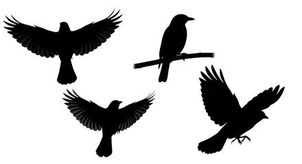 Fototapeta premium set of birds