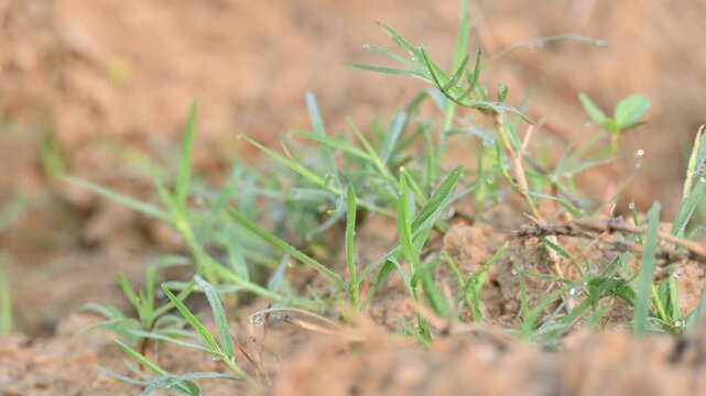 Cynodon dactylon. Its common name Bermuda grass, couch grass&nbsp;dhoob, durva&nbsp;grass,&nbsp;ethana&nbsp;grass,&nbsp;dubo,&nbsp;dog grass,&nbsp;dog's tooth grass,Bahama grass,&nbsp;devil's grass,&nbsp;couch grass,&nbsp;Indian&nbsp;doab and&nbsp;arugampul.