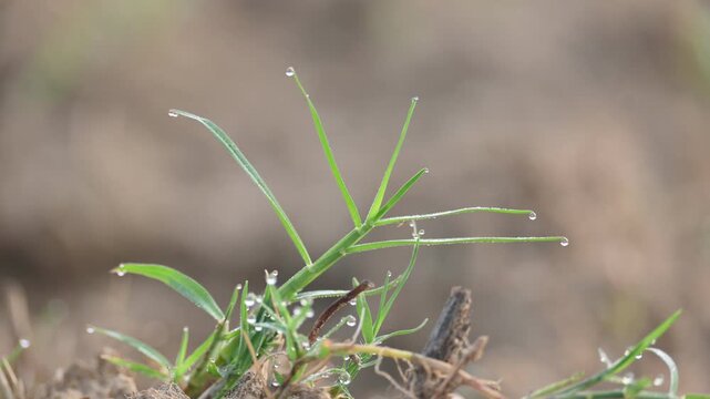 Cynodon dactylon. Its common name Bermuda grass, couch grass&nbsp;dhoob, durva&nbsp;grass,&nbsp;ethana&nbsp;grass,&nbsp;dubo,&nbsp;dog grass,&nbsp;dog's tooth grass,Bahama grass,&nbsp;devil's grass,&nbsp;couch grass,&nbsp;Indian&nbsp;doab and&nbsp;arugampul.