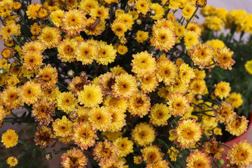 Dense bed of yellow flowers covering ground creating striking and uniform texture