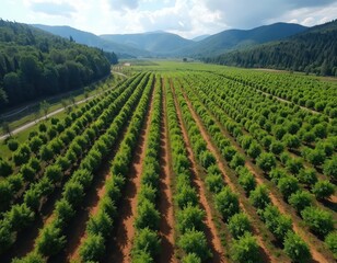 Aerial view of vast citrus groves in Argentina. Rows of green trees stretch across fertile land under a blue sky. Hills and forests form a scenic background.