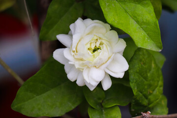 Elegant white flower captured in bloom surrounded by leaves and gentle lighting