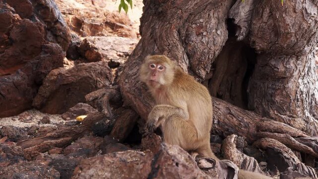 Long tailed macaque vocalizes aggressively with open mouth scream near cave like tree hollow. Claws grip rocks as it warns off rival primate.