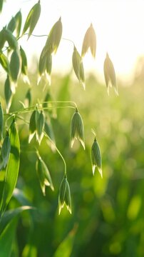 Vertical close up of green oat plants growing in a sunny agricultural field during warm summer golden hour light