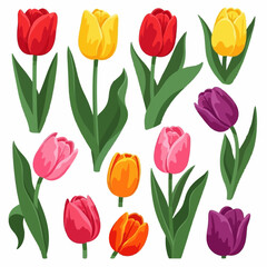 Obraz premium Collection of vividly colored tulips in red, yellow, pink, and purple hues are displayed with long green stems and leaves against a white.
