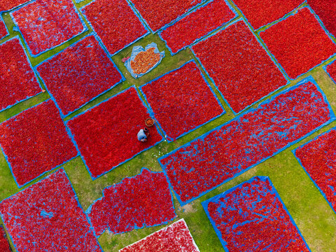 Panchagarh, Bangladesh - 09 May 2025: Aerial view of vibrant red chilies spread across green fields, creating a mesmerizing mosaic under the warm sunlight.
