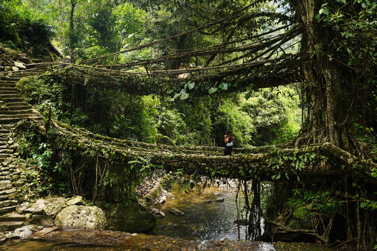 Cherrapunji, India - 25 July 2023: View of the living root bridge, a testament to nature's artistry, spans the stream amidst the lush, verdant embrace of the forest.