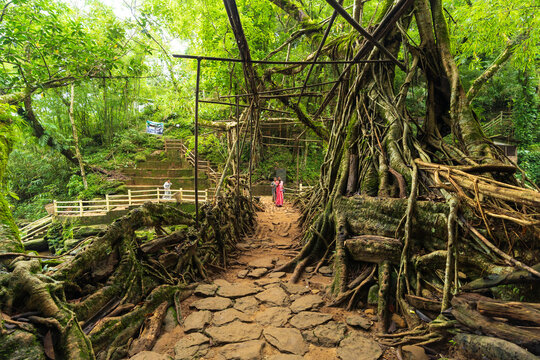 Cherrapunji, India - 26 July 2023: View of a living root bridge, its tangled roots forming a natural pathway amidst the verdant rainforest landscape.
