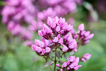Obraz premium Close-up of vibrant pink phlox paniculata flowers in soft natural garden light
