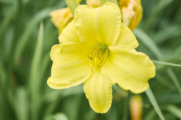 Fototapeta premium Bright yellow hemerocallis flower in soft natural garden light