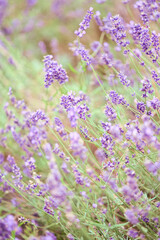 Obraz premium Soft lavender flowers blooming in sunlit garden with pastel tones