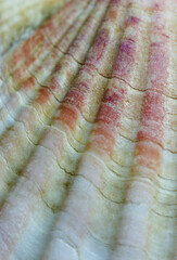 close up of a scallop shell