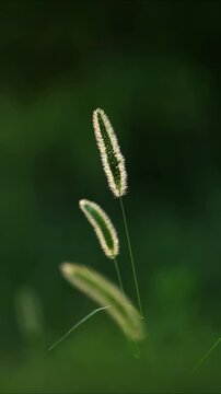 Green Foxtail Grass Plant in Meadow Close Up - Vertical 4K Cinematic Nature Background, Setaria Viridis Swaying in Soft Sunlight with Dark Green Bokeh.