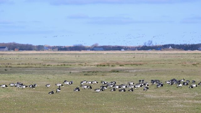 Brent Goose, Branta bernicla,, birds, group, migrating group, goose, geese, sky, sunset, field, Texel island, Texel, Nederlands