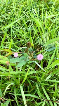 Mimosa pudica or shameplant is often grown for its curiosity value. The compound leaves fold inward and droop when touched or shaken, defending themselves from harm, and re-open a few minutes later