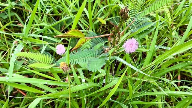 Mimosa pudica or shameplant is often grown for its curiosity value. The compound leaves fold inward and droop when touched or shaken, defending themselves from harm, and re-open a few minutes later