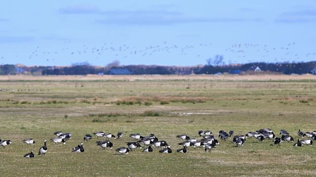 Brent Goose, Branta bernicla,, birds, group, migrating group, goose, geese, sky, sunset, field, Texel island, Texel, Nederlands
