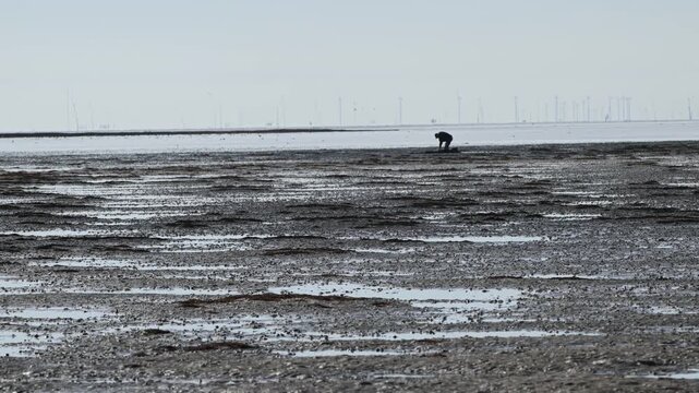 collector of marine animals to use as bait, bait, fisherman, lagoon, low tide, sea, Texel Island, North Sea, Netherlands