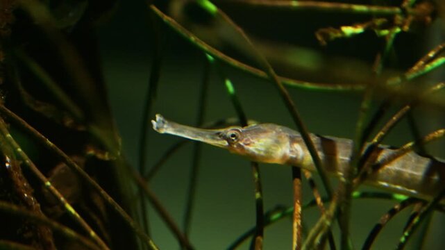 Greater pipefish, Syngnathus acus,  genus Syngnathus, fish, Texwl Island, Netherlands