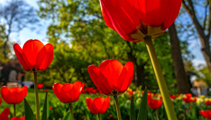 Obraz premium Crimson Blooms in a Garden: A close-up perspective of vibrant red tulips, their petals kissed by sunlight, flourishing amidst lush greenery and capturing the essence of spring.