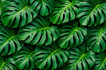 Fototapeta premium Monstera Deliciosa Leaves Flat Lay Texture Background. Macro flat lay of large monstera deliciosa leaves in vivid saturated deep emerald and bright jungle green tones.