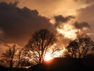 Obraz premium sunset in the forest