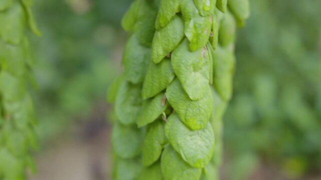 Close Up of Phyllodium longipes Plant In Front Yard, A detailed video capturing the unique leaf structure of Phyllodium longipes in a front yard setting, perfect for botanical and nature documentary.