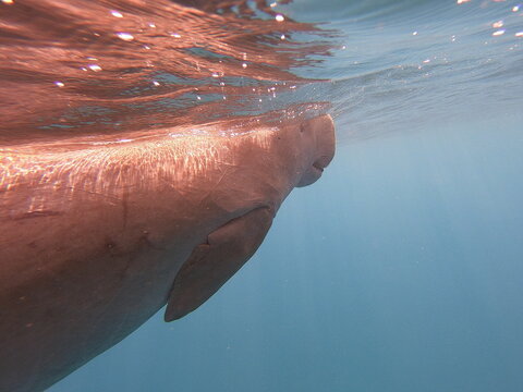 dugong (Dugong dugon) is a large, herbivorous marine mammal belonging to the order Sirenia, closely related to manatees. Found in warm coastal waters from East Africa to Australia, including the Red S