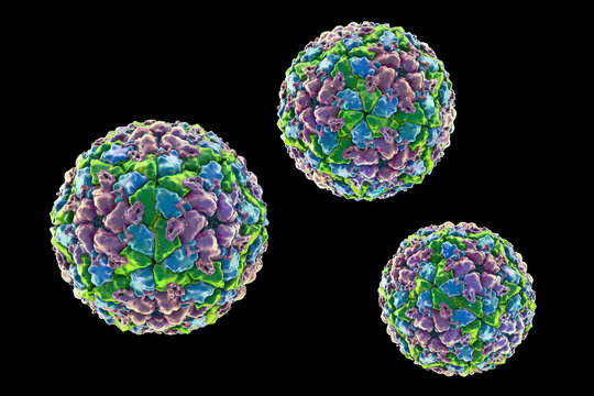 Foot-and-mouth disease virus virion, 3D illustration