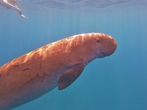 dugong (Dugong dugon) is a large, herbivorous marine mammal belonging to the order Sirenia, closely related to manatees. Found in warm coastal waters from East Africa to Australia, including the Red S