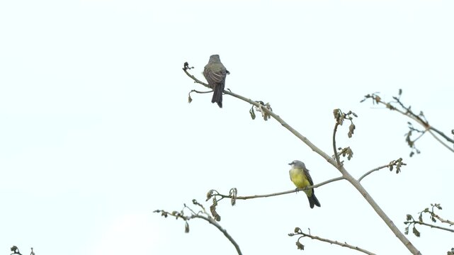 Two Tropical Kingbird birds resting on thin tree branches against white sky.